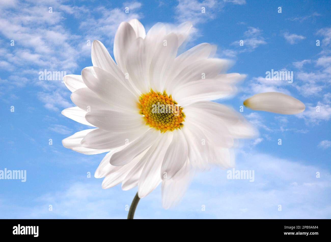 A daisy being blown by the wind, on a beautiful day with blue clouded sky Stock Photo