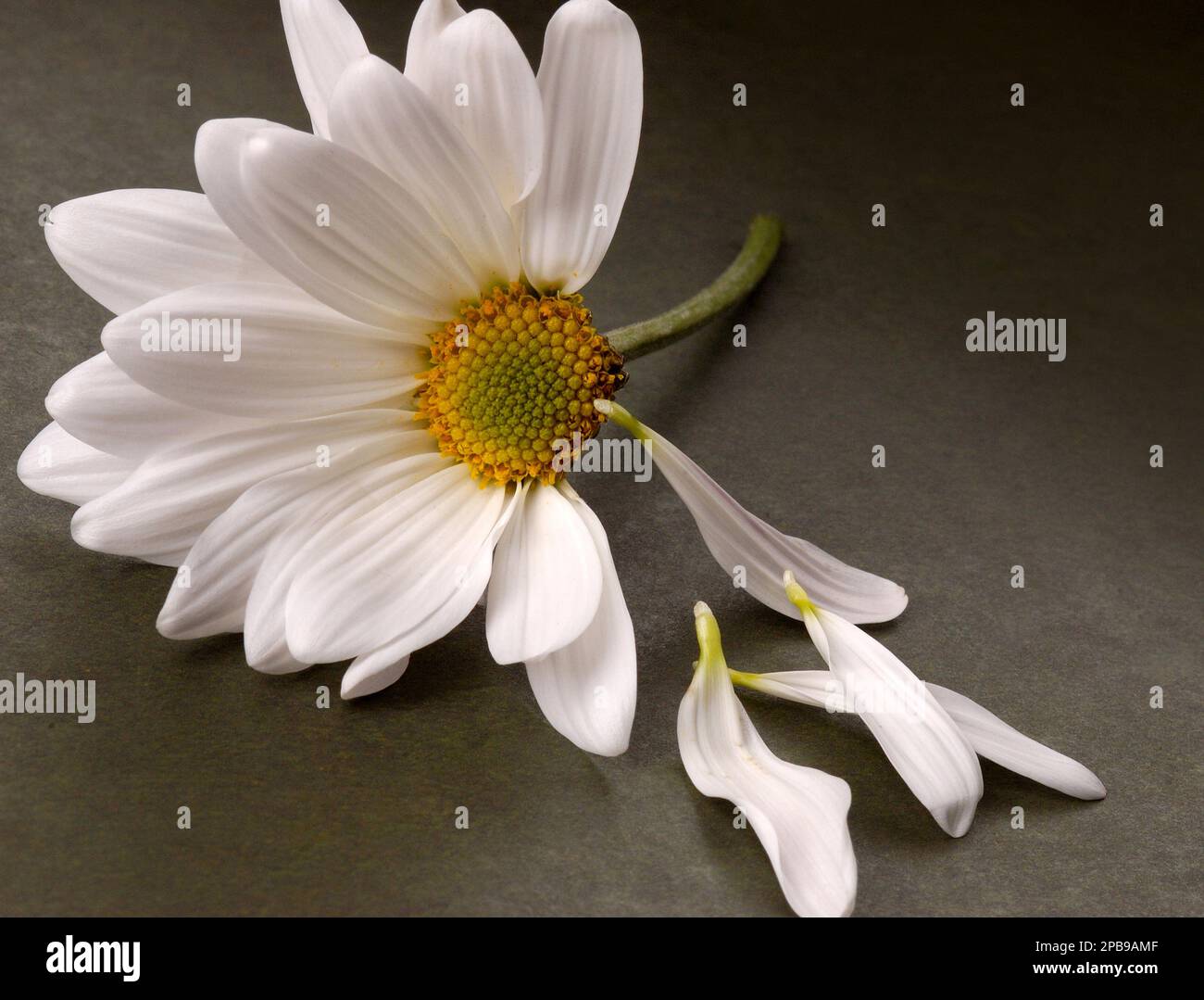 Daisy flower petals falling hires stock photography and images Alamy