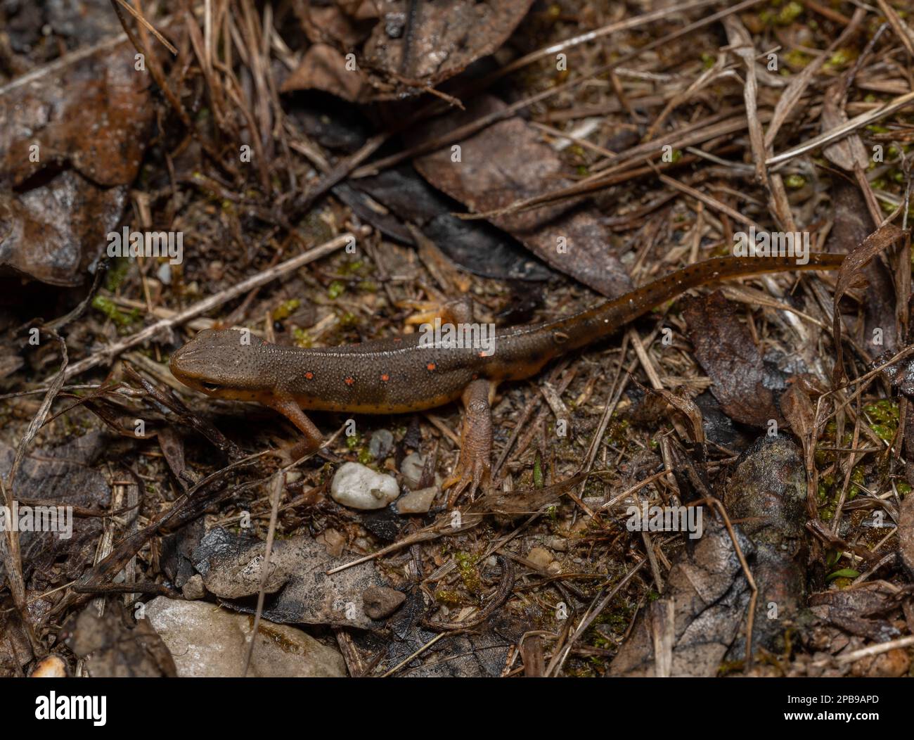 A terrestrial adult male Red-spotted Newt (Notophthalmus viridescens viridescens) in breeding condition. Jennings County, Indiana, USA. Stock Photo
