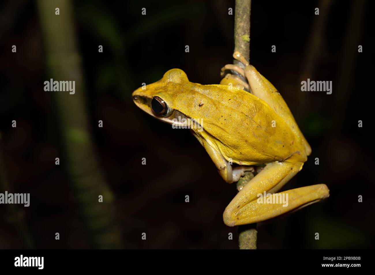 An adult Rocket Treefrog (Boana lanciformis) from the Loreto Region of ...