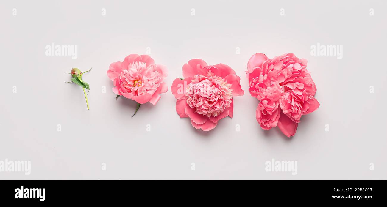 Beautiful pink peony flowers on light background Stock Photo