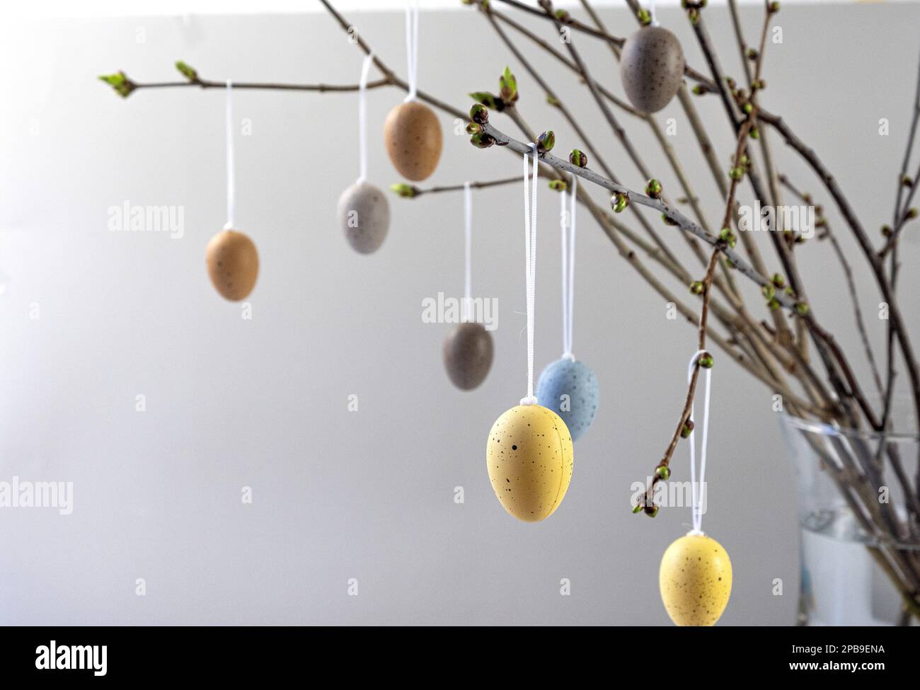 Gray background with colorful Easter eggs hanging on cherry blossom ...