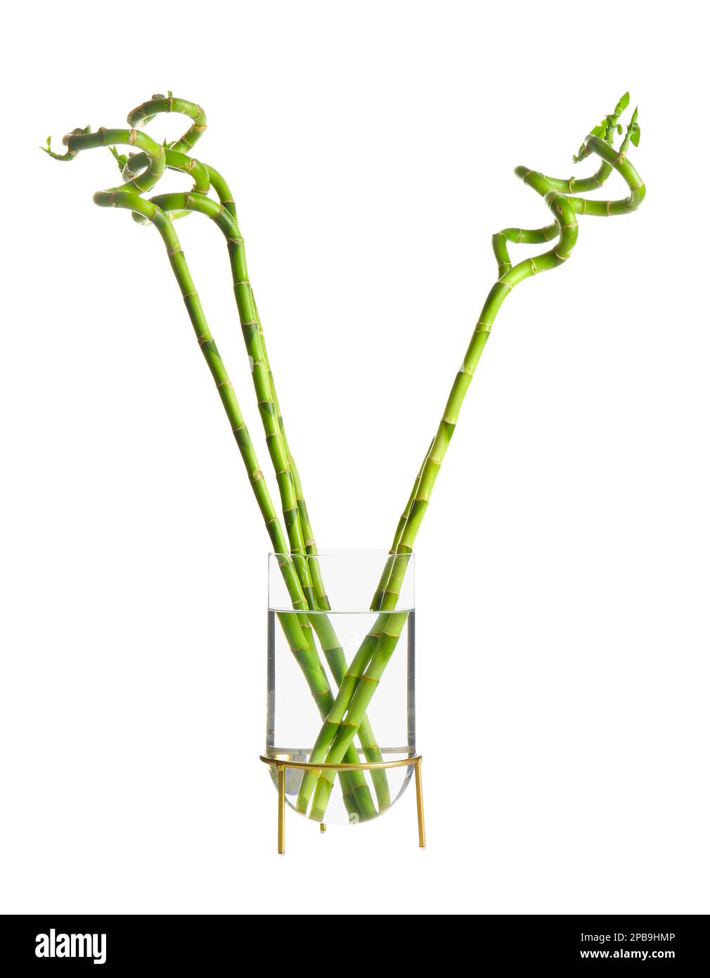Bamboo plant in vase isolated on white background Stock Photo Alamy