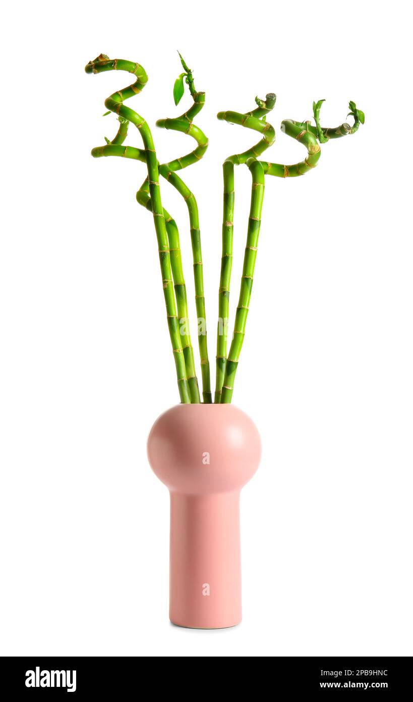 Bamboo plant in vase isolated on white background Stock Photo Alamy