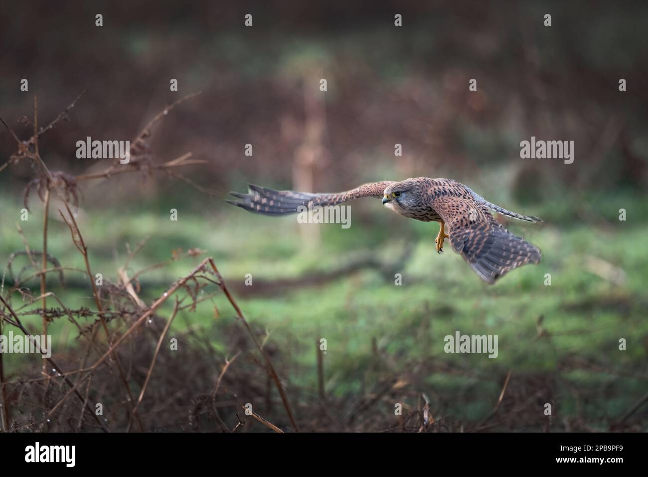 Kestrel flying in for the kill at Bushy Park in the UK Stock Photo