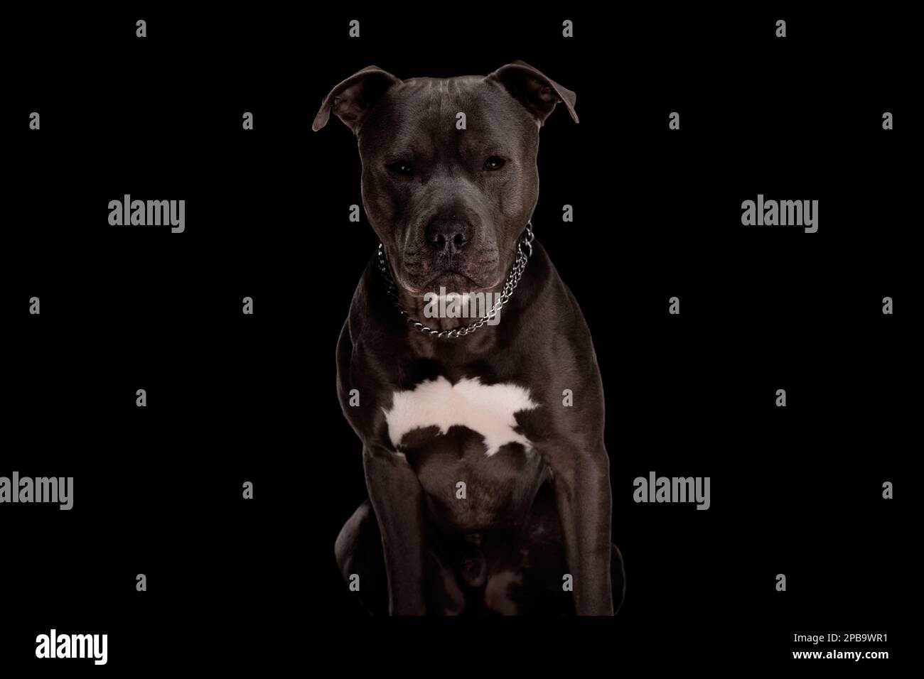 precious amstaff dog wearing silver collar and looking forward