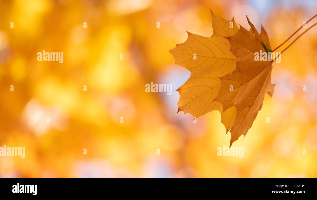 Autumn leaves with the blue sky background Stock Photo - Alamy