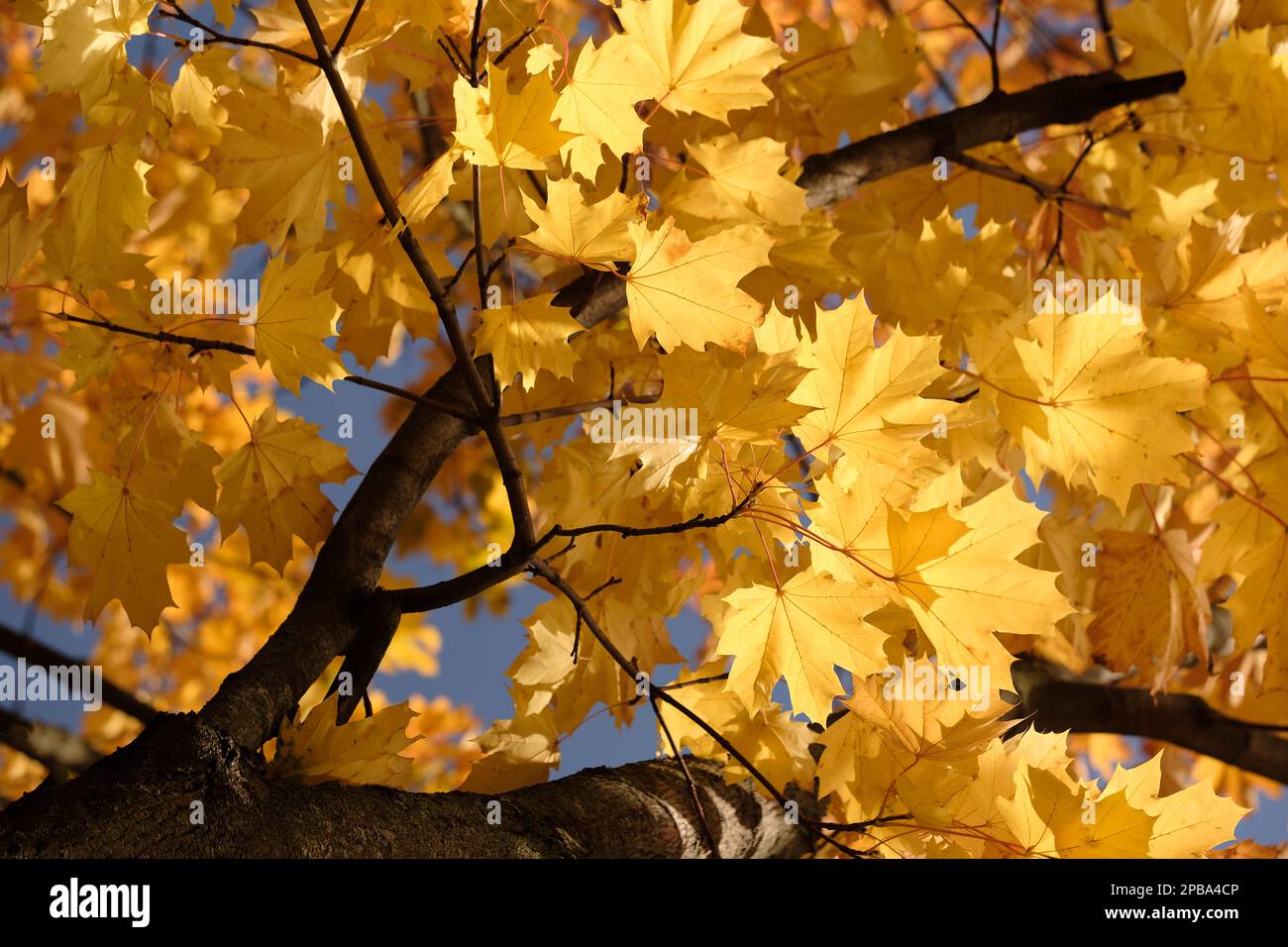 Autumn leaves with the blue sky background Stock Photo - Alamy