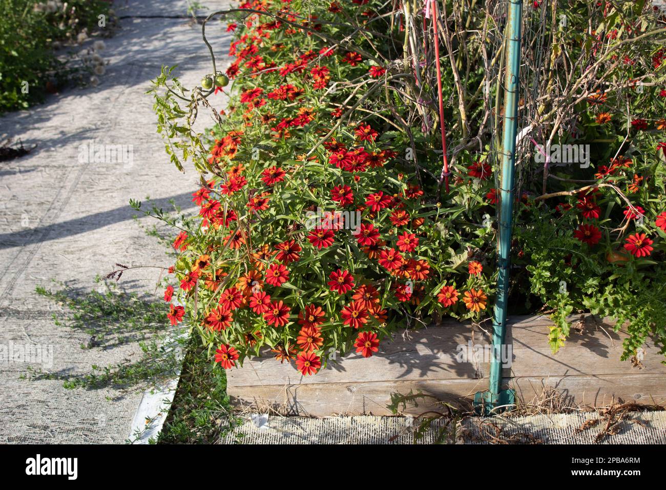 Summer scenic flowers hi-res stock photography and images - Alamy