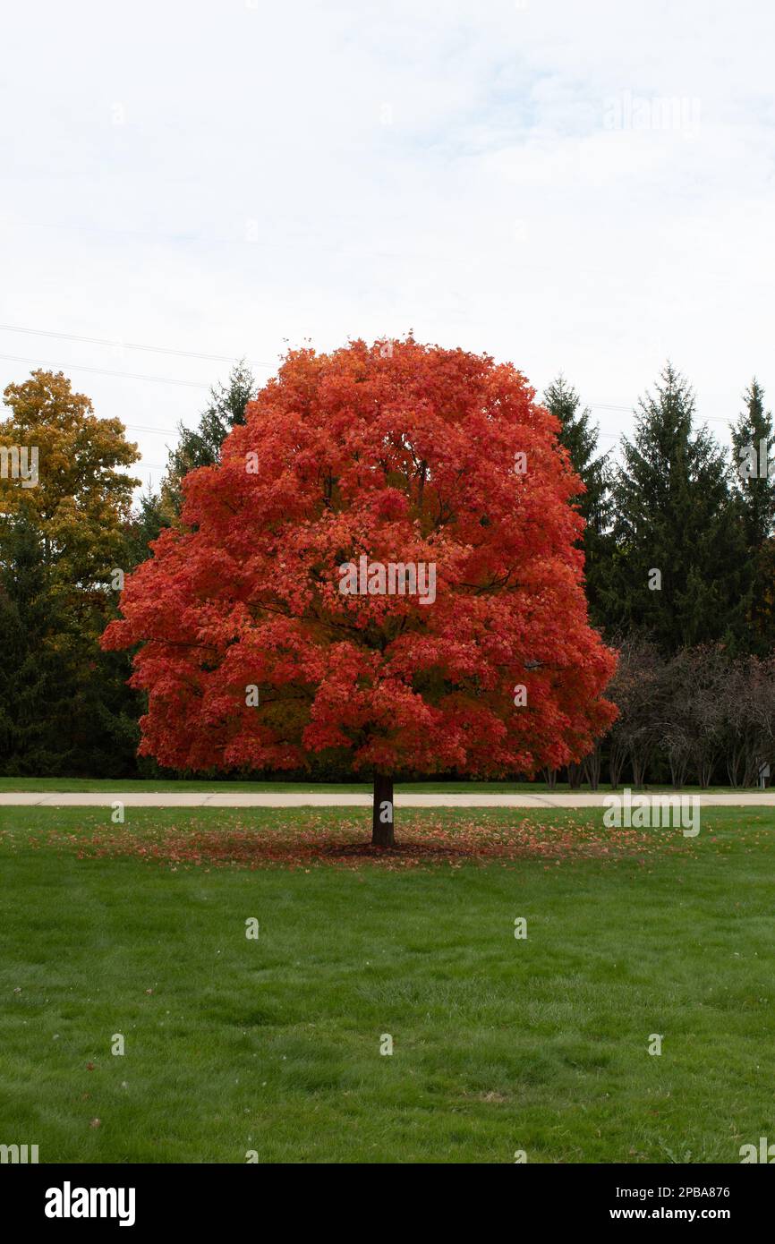 Trees an foliage in autumn in Northeast Ohio Stock Photo - Alamy