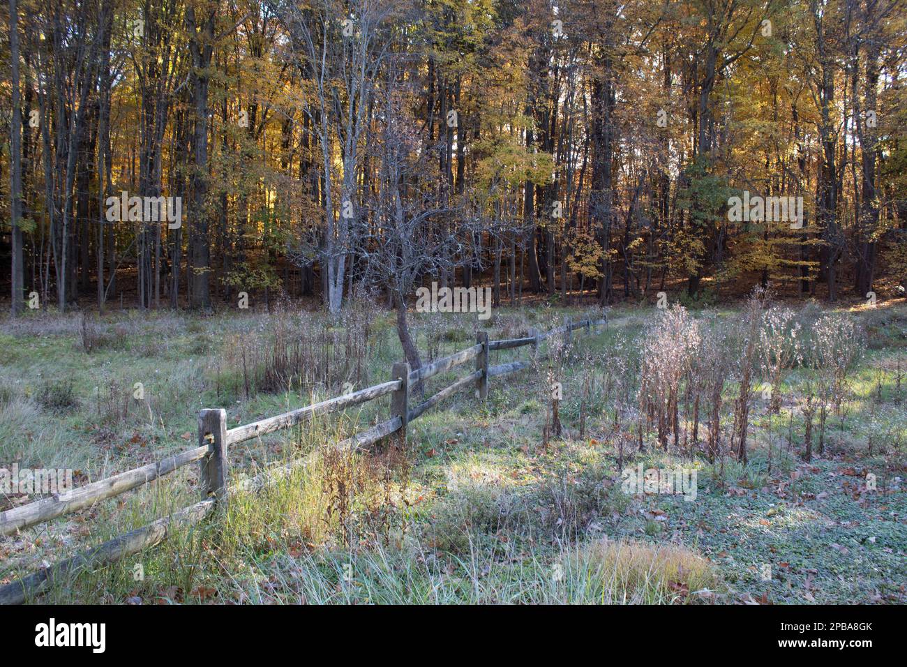 Fence trees hi-res stock photography and images - Alamy