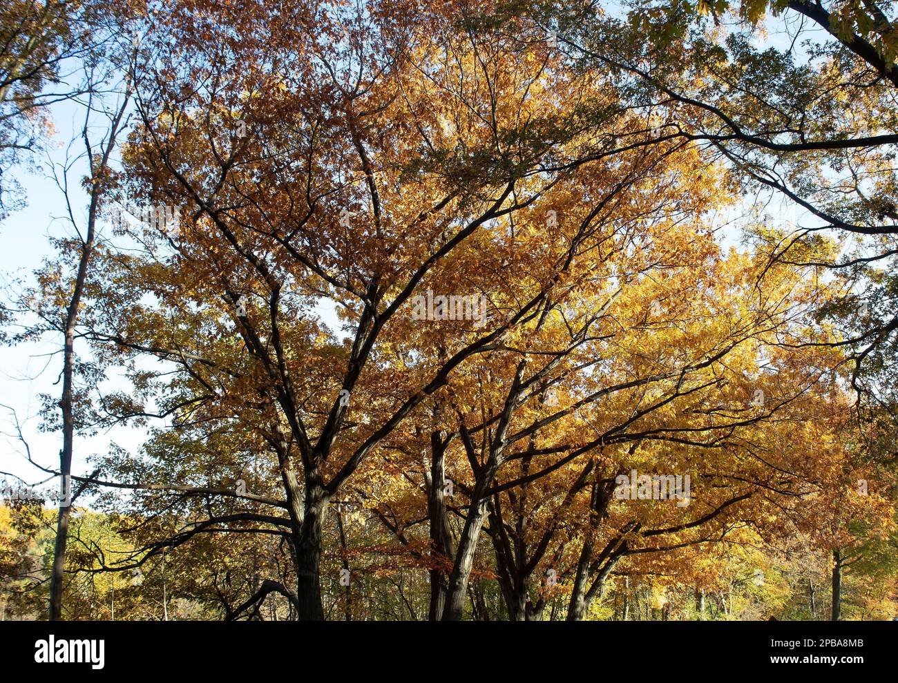 Trees an foliage in autumn in Northeast Ohio Stock Photo - Alamy