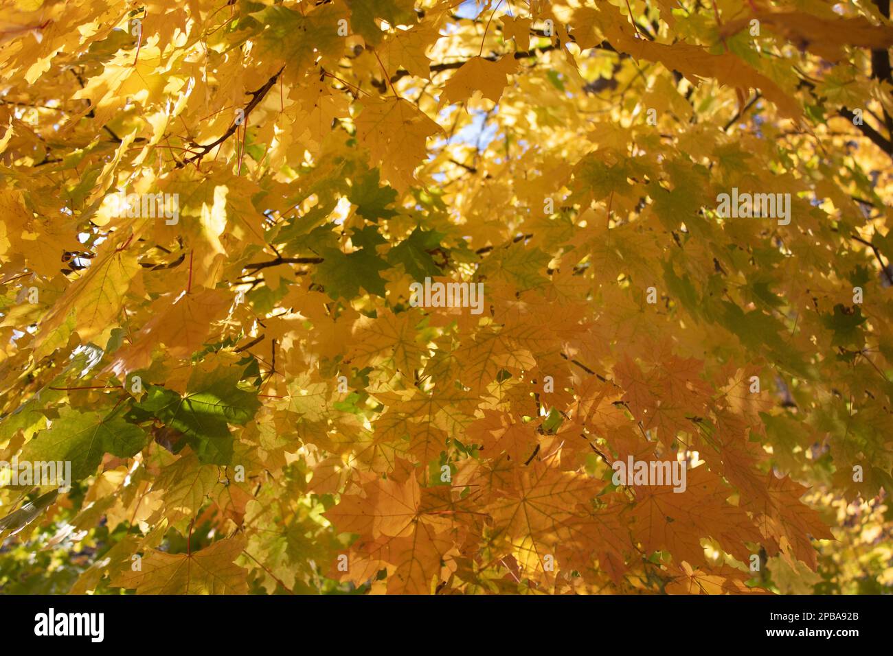 Trees an foliage in autumn in Northeast Ohio Stock Photo - Alamy