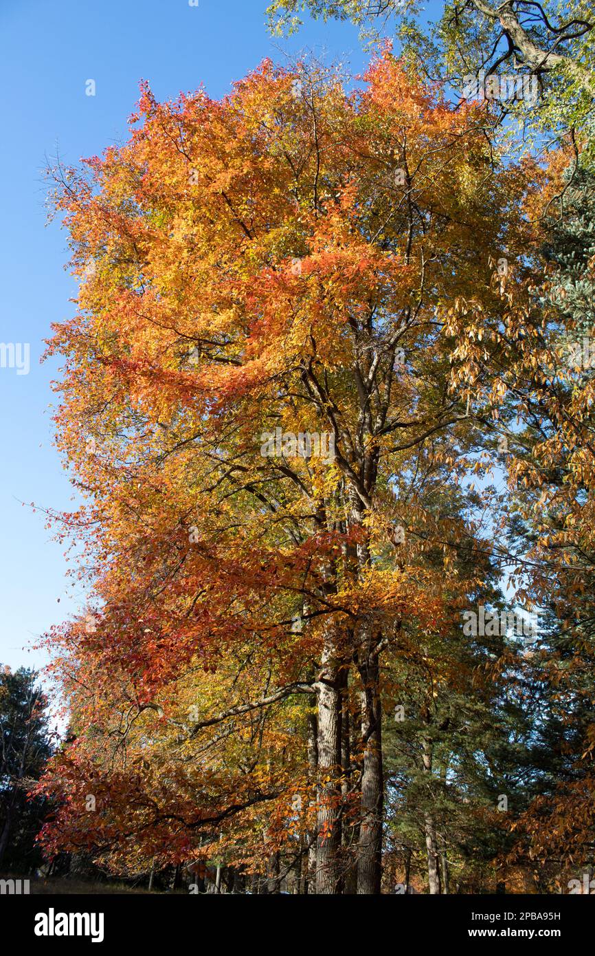 Trees An Foliage In Autumn In Northeast Ohio Stock Photo Alamy trees-an-foliage-in-autumn-in-northeast-ohio-stock-photo-alamy