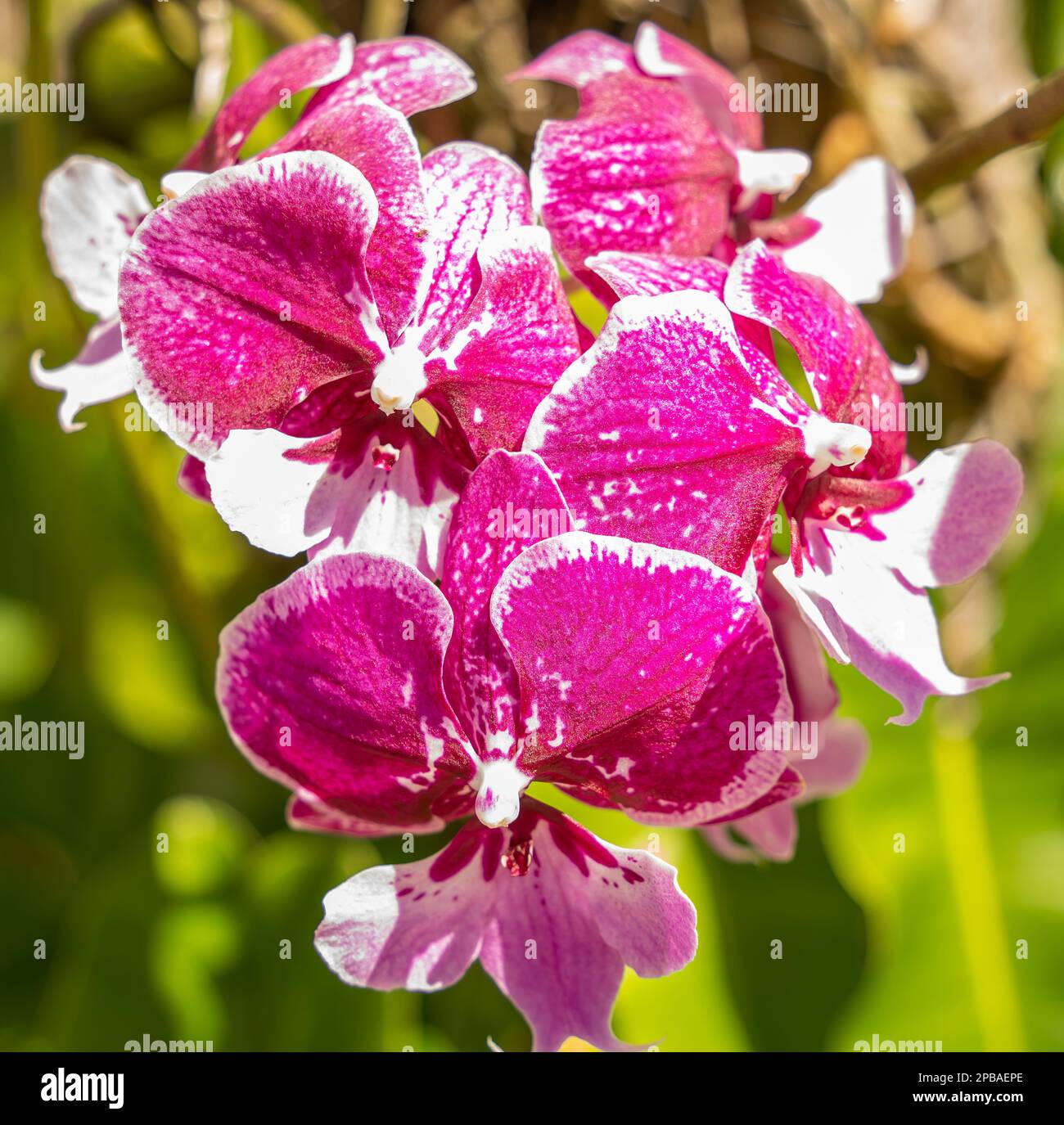 Exotic colorful orchids of the South Florida are the real beauties