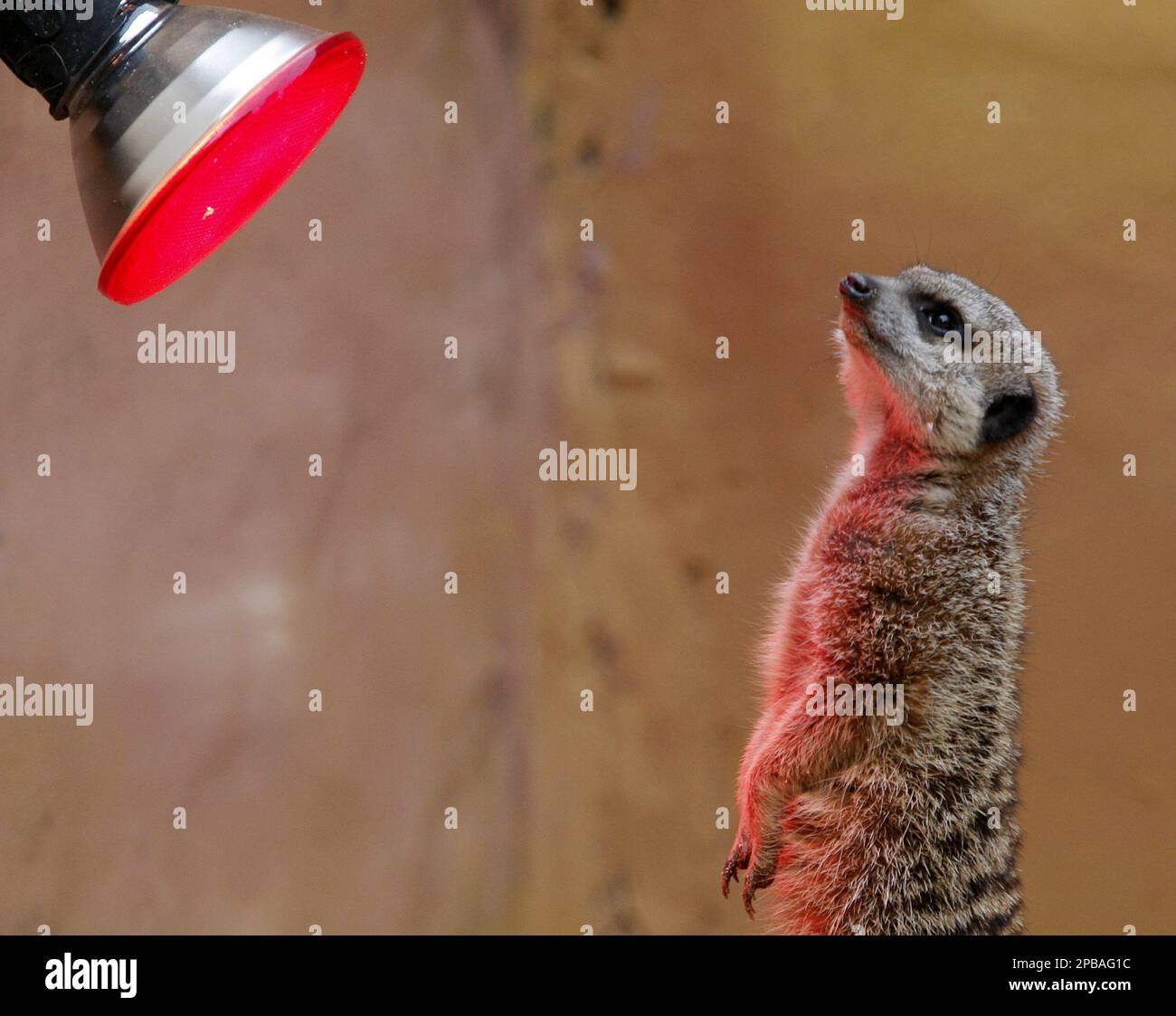 A Meerkat keeps himself warm under a heat lamp in his enclosure at