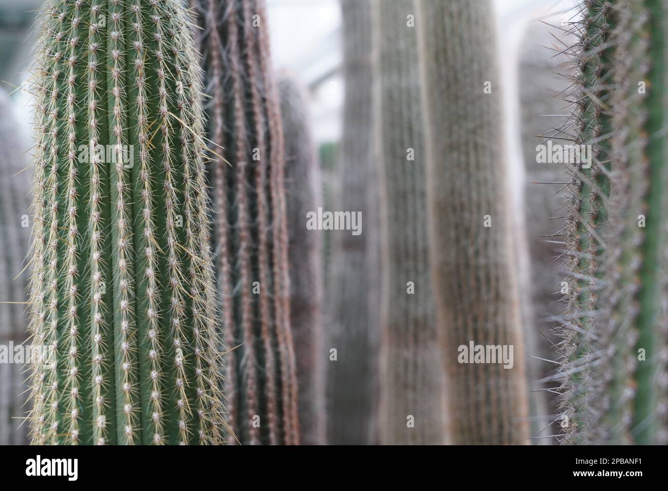 Various species of columnar cacti photographed as background. They have different spines, ribs and structure. The focus is on the foreground Stock Photo
