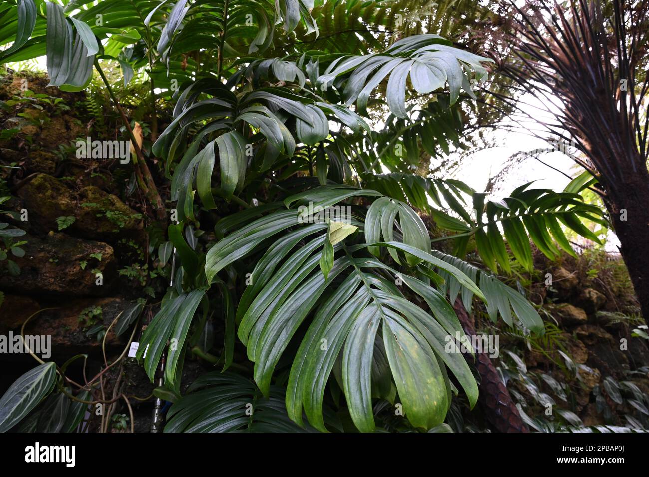 Leaf of exotic plant in Latin called Rhaphidophora decursiva. Close up view in a botanic garden. Suitable as plant background in green color. Stock Photo