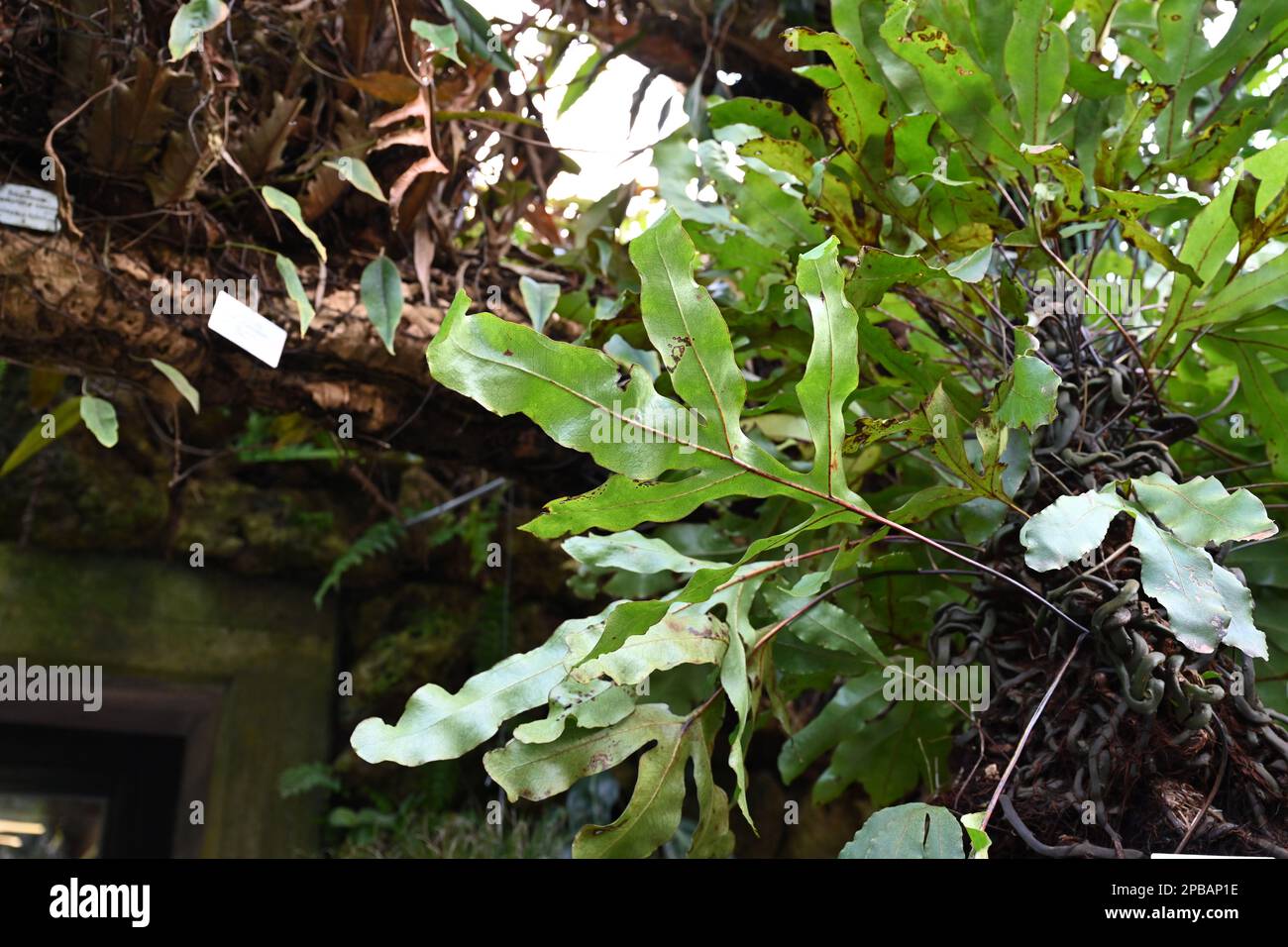 Fern in Latin called Microsorum variant captured in a greenhouse of a botanic garden among other exotic plants. It grows from rhizomes. Stock Photo