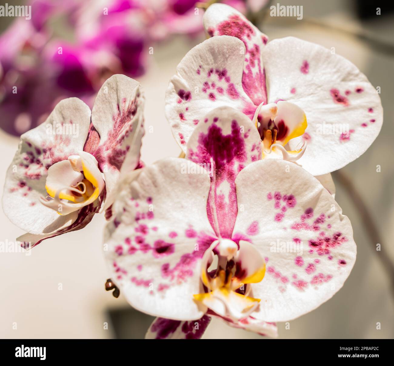 Exotic colorful orchids of the South Florida are the real beauties