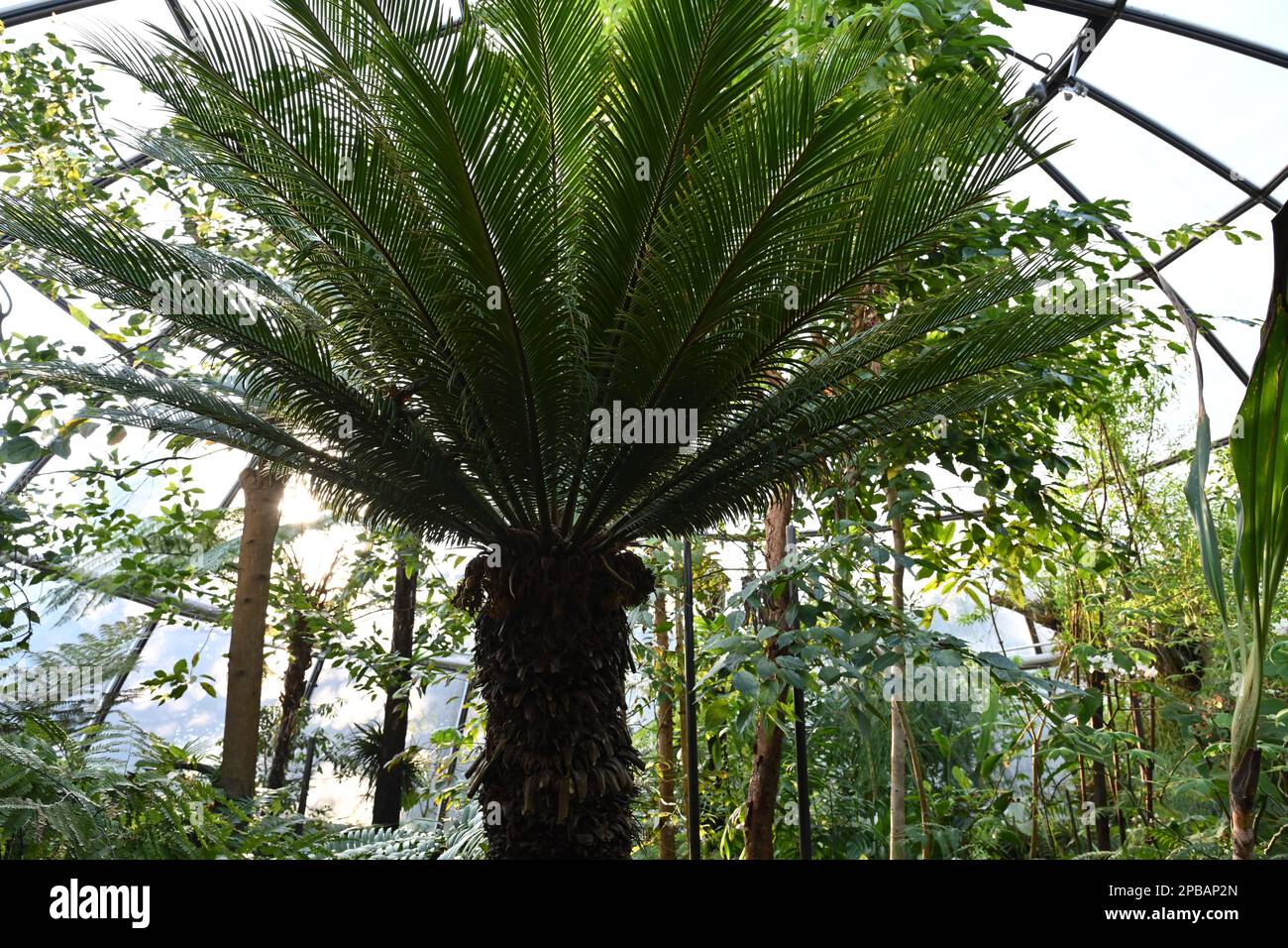 Sago palm in Latin called Cycas revoluta captured in a greenhouse of a botanic garden with various exotic plants. Stock Photo