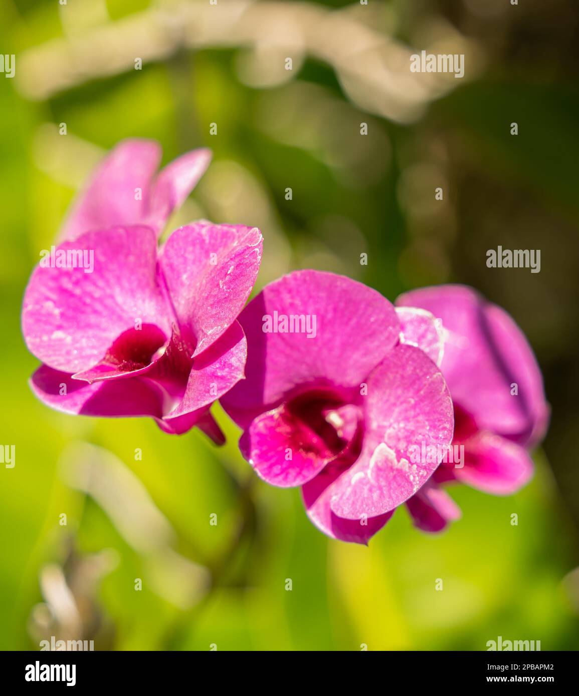 Exotic colorful orchids of the South Florida are the real beauties