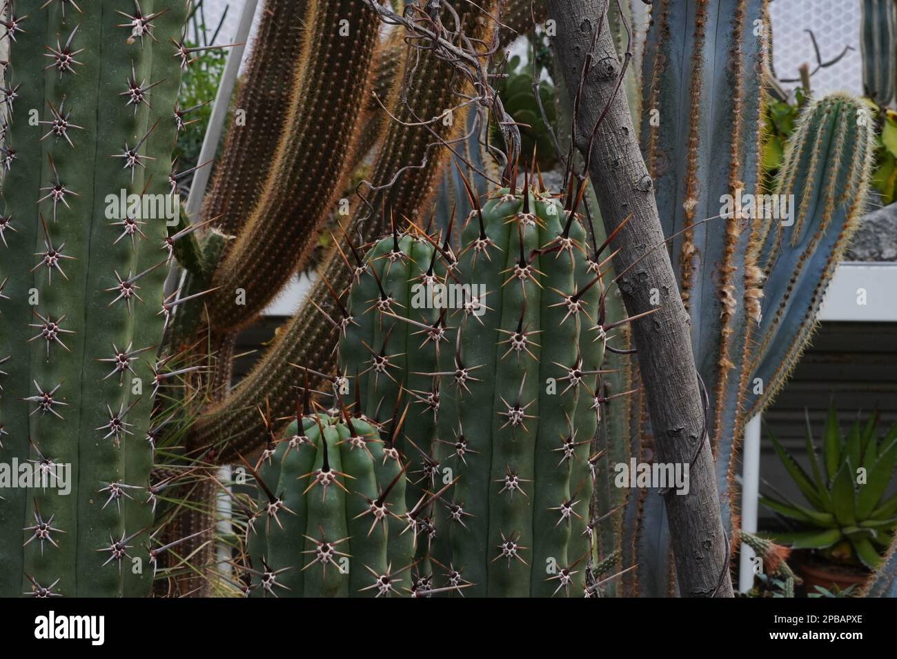 Various species of columnar cacti photographed as background. They have different spines, ribs and structure. The focus is on the foreground. Stock Photo