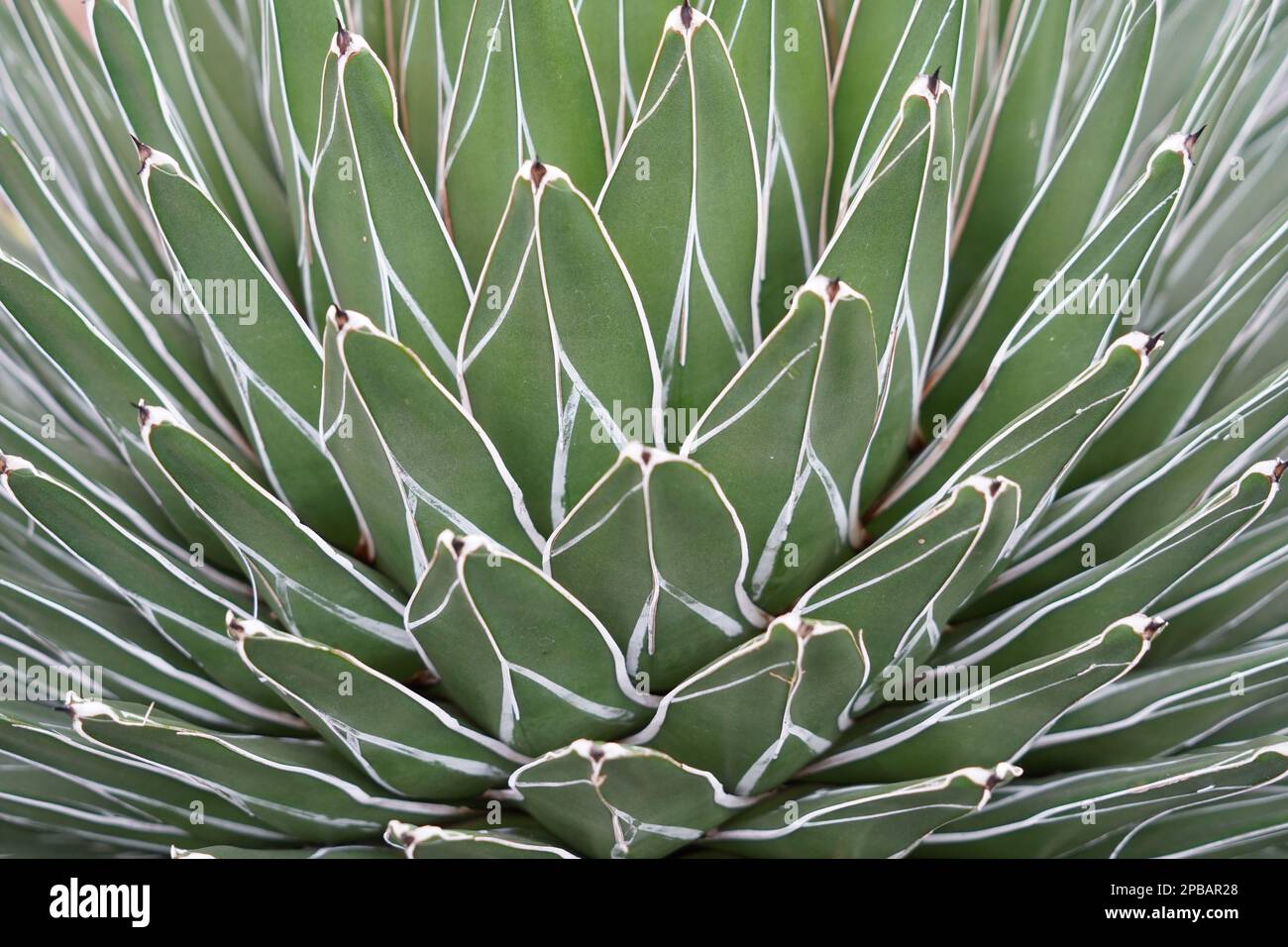 Cutout of agave plant, in Latin it is called Agave victoriaeregina. Its succulent leaves have
