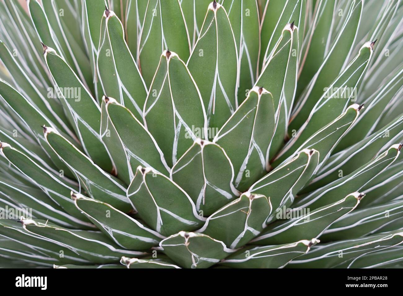 Cutout of agave plant, in Latin it is called Agave victoriae-regina. Its succulent leaves have typical thin white edge. Stock Photo
