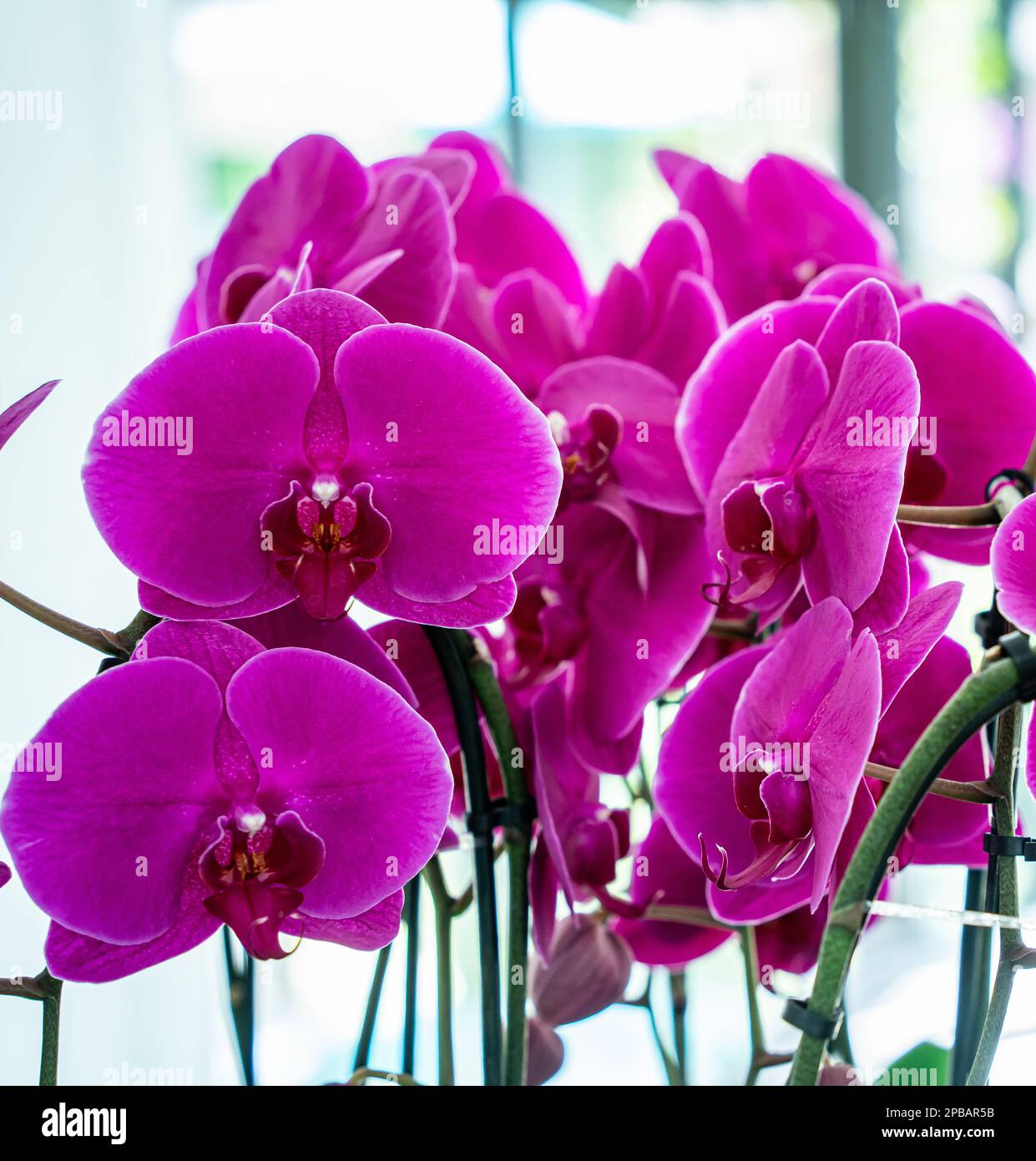 Exotic colorful orchids of the South Florida are the real beauties