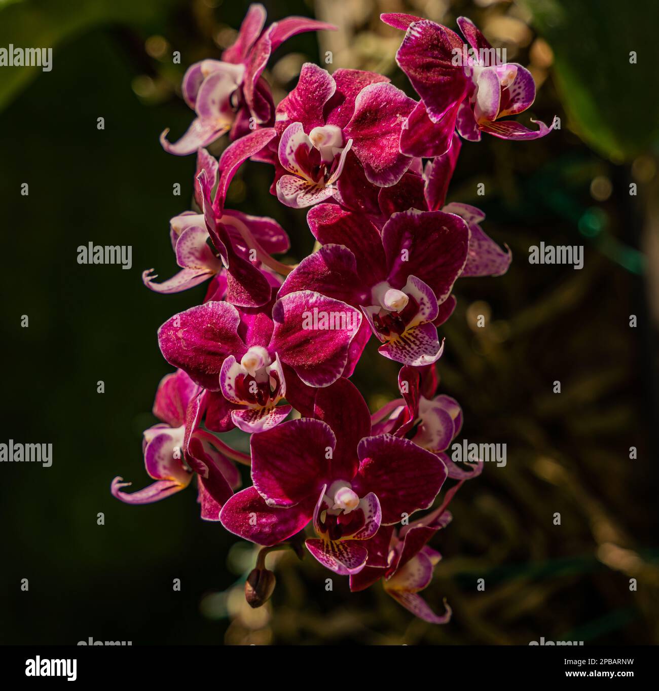 Exotic colorful orchids of the South Florida are the real beauties
