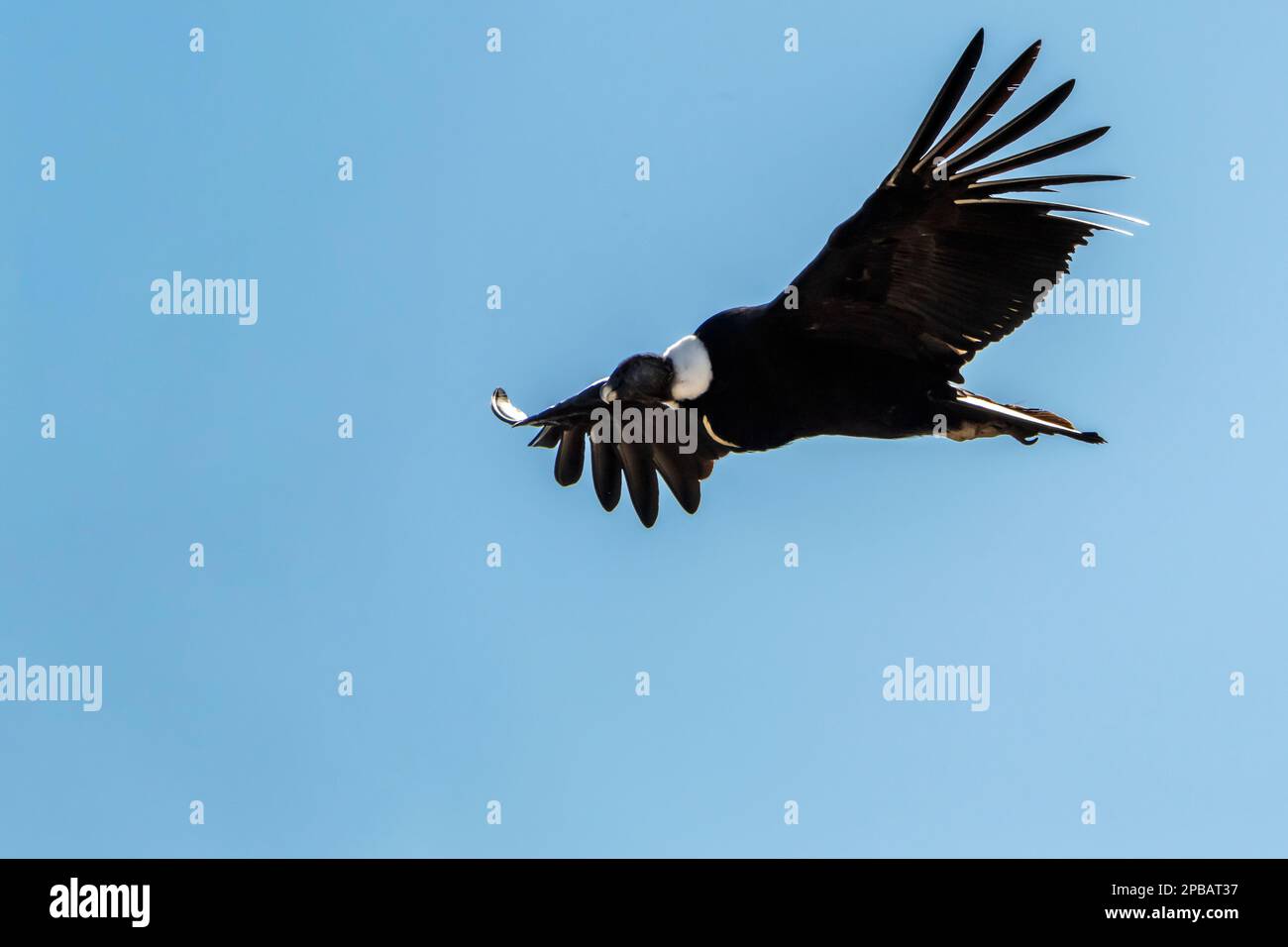 Adult Andean condor soaring on an updraft, Rio Nireguao, Patagonia