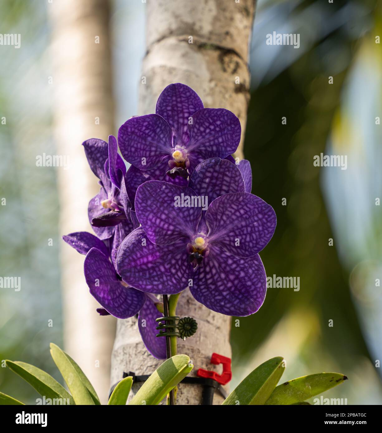 Exotic colorful  orchids of the South Florida are the real beauties. Best looking orchids of the South Florida grown in Miami Stock Photo