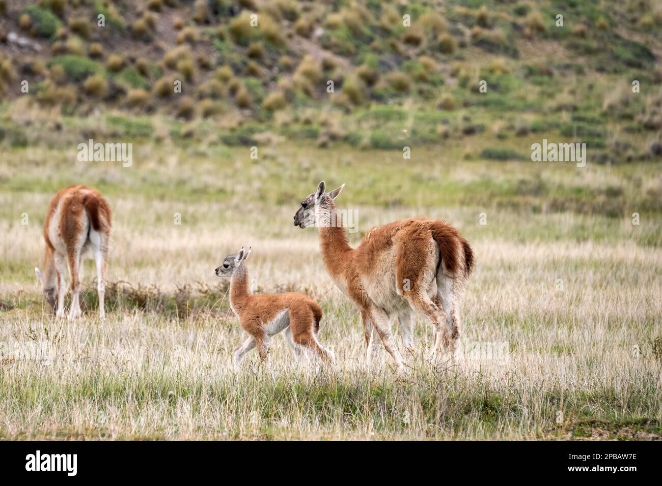 Mother guanaco (Lama guanicoe) with chulengo, Chacabuco Valley, Patagonia Stock Photo