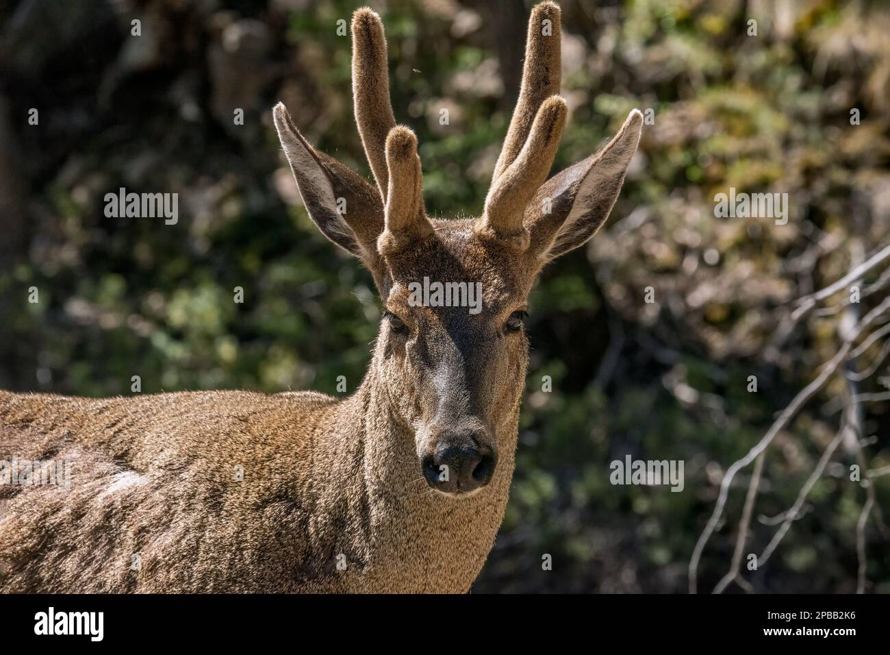 Portrait of a huemul stag with velvet antlers, Parque Nacional Cerro Castillo, Carretera Austral, Patagonia Stock Photo