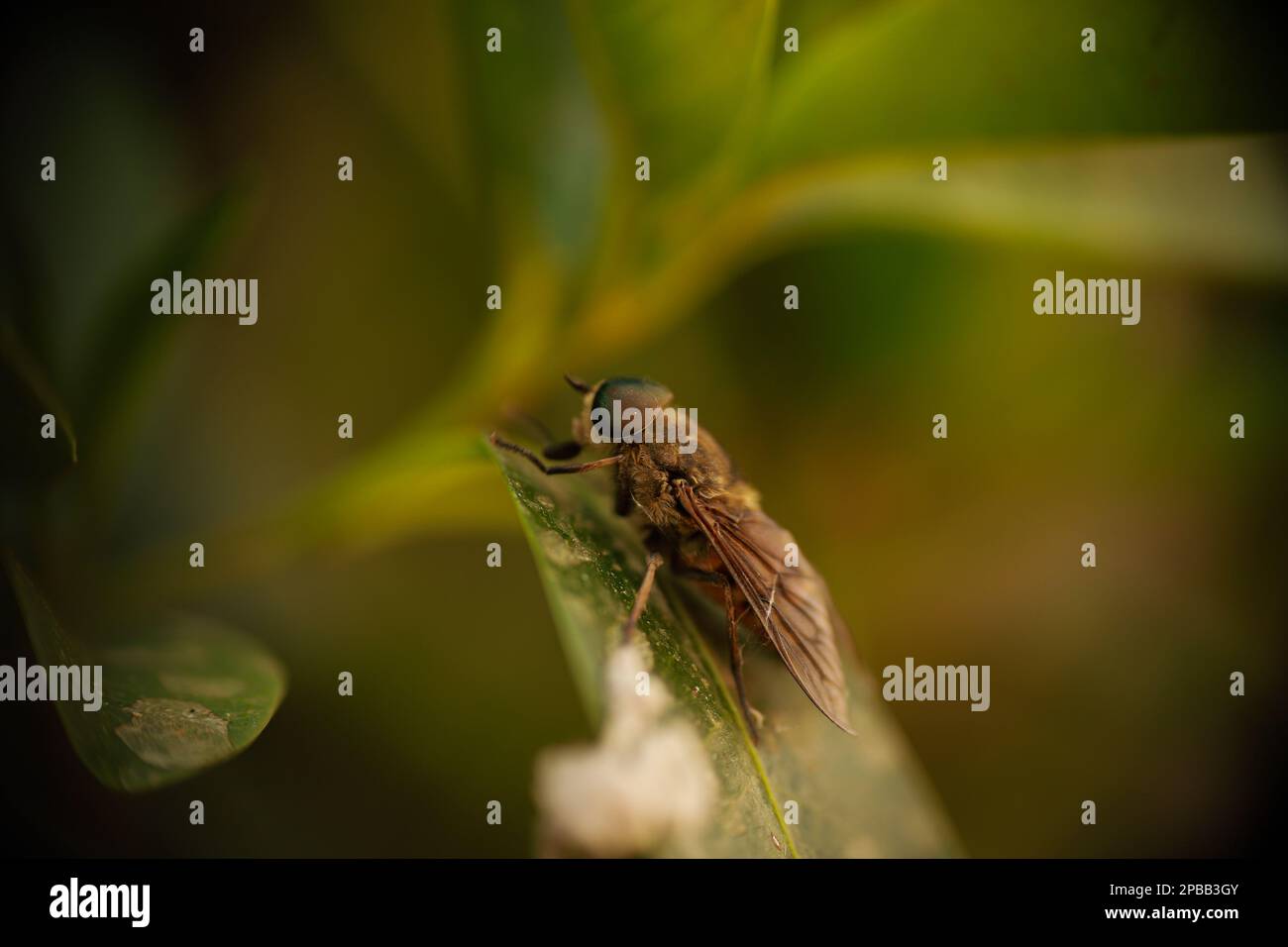 Horsefly in profile between green leaves Stock Photo