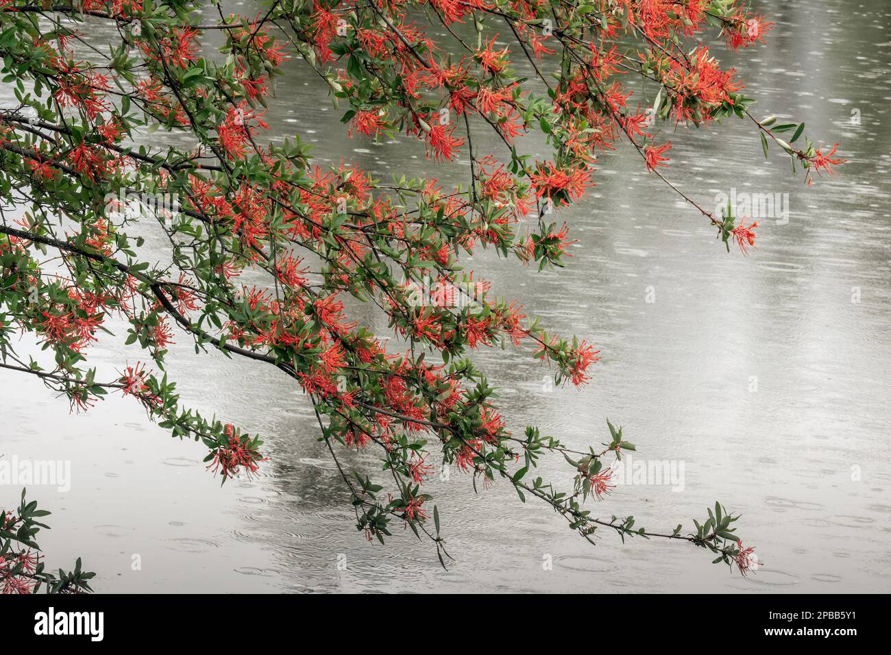 Chilean fire bush blossoms with raindrops, Rio Baker, Carretera Austral, Patagonia Stock Photo