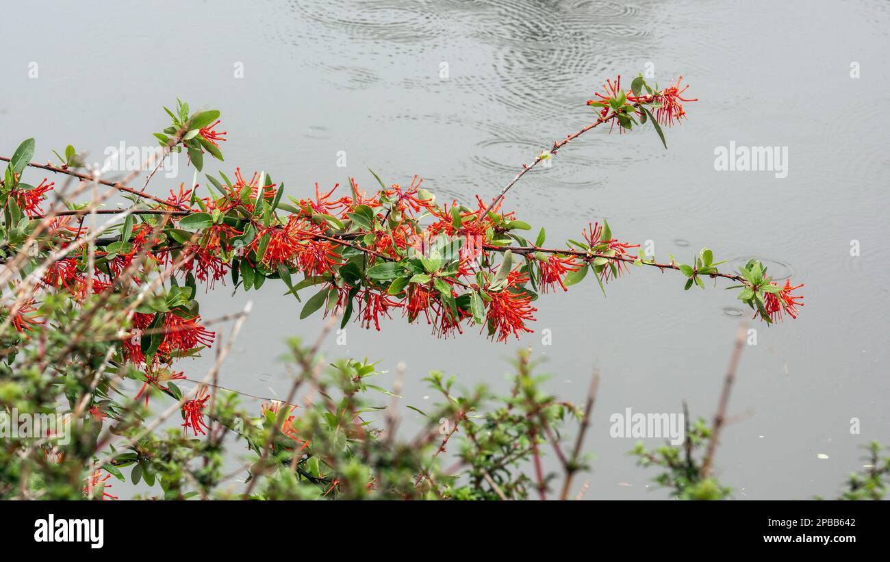 Chilean fire bush flowers with raindrops, Carretera Austral, Rio Baker, Patagonia Stock Photo