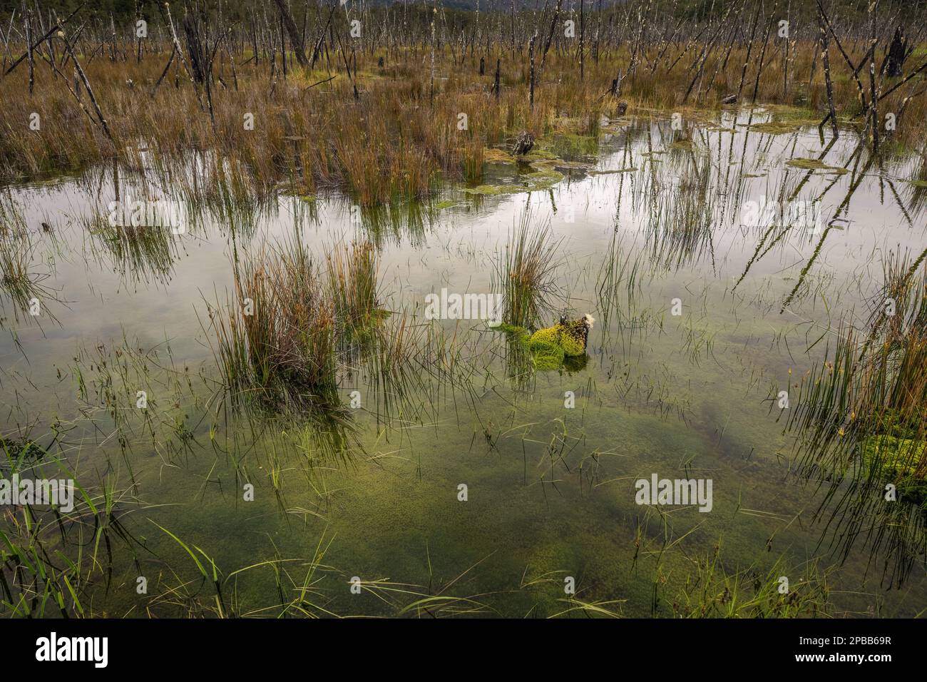 Pond with weeds, reeds and reflections with burned out tree trunks, X-109, Tortel, Patagonia Stock Photo