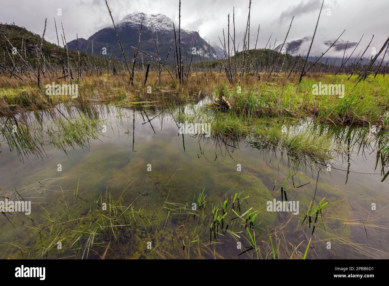Pond weeds, reflections, burned trees, snow-covered mountain, X-109, Tortel, Patagonia Stock Photo