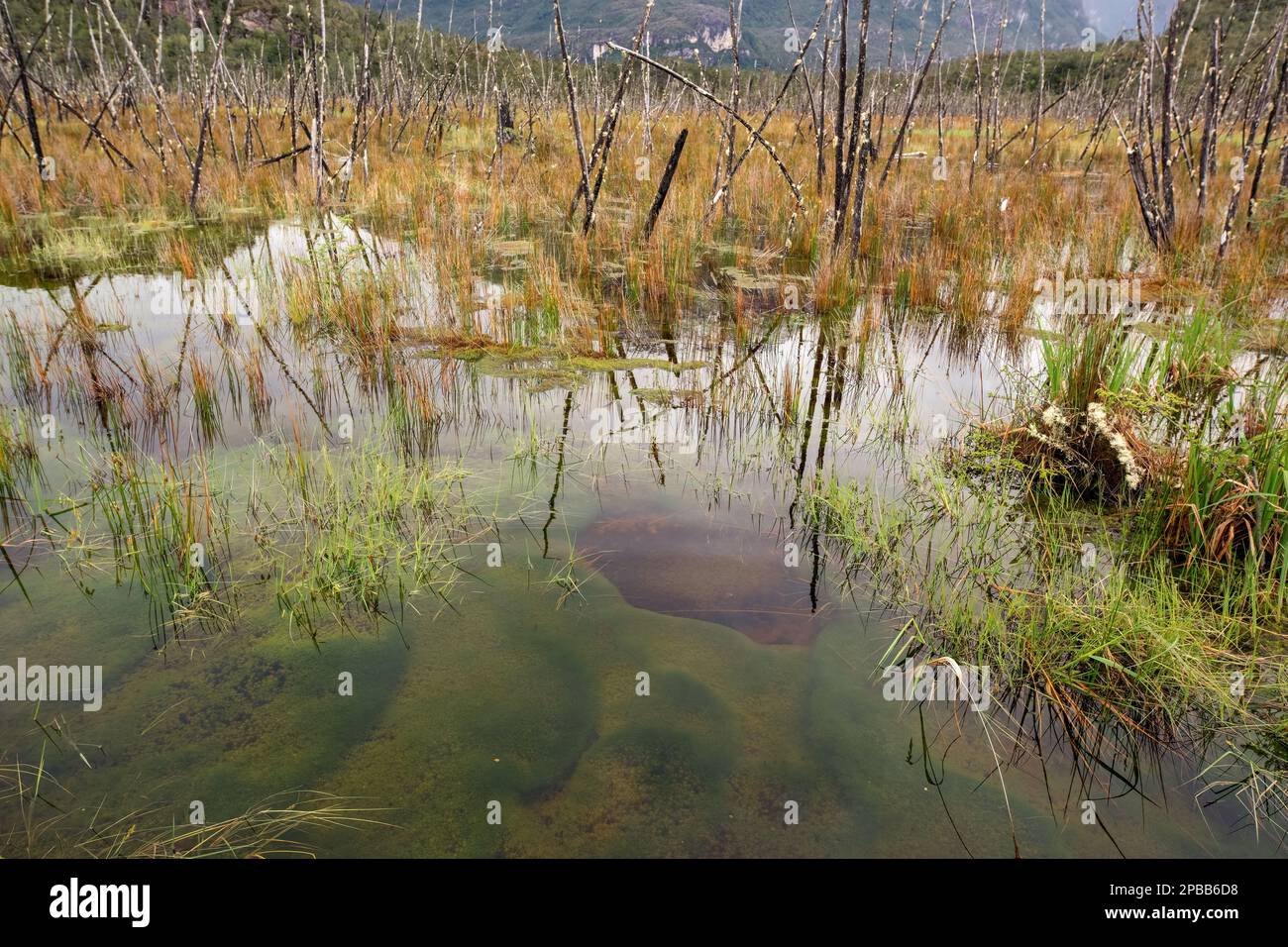 Burned trees with pond weed and reflections, Route X-109, Tortel, Patagonia Stock Photo