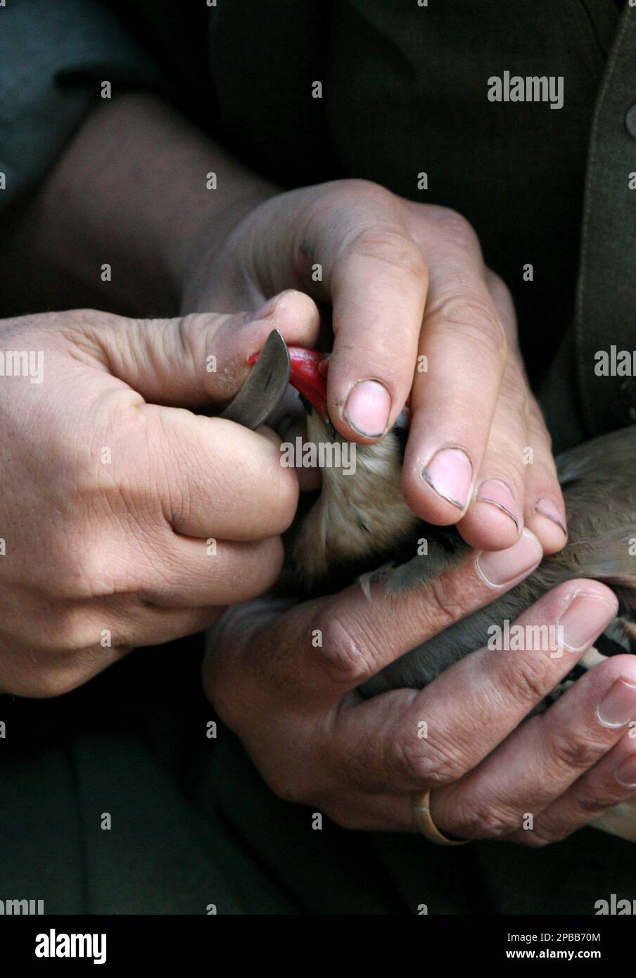 An Afghan man sharps a partridge's beak during the partridge fighting ...