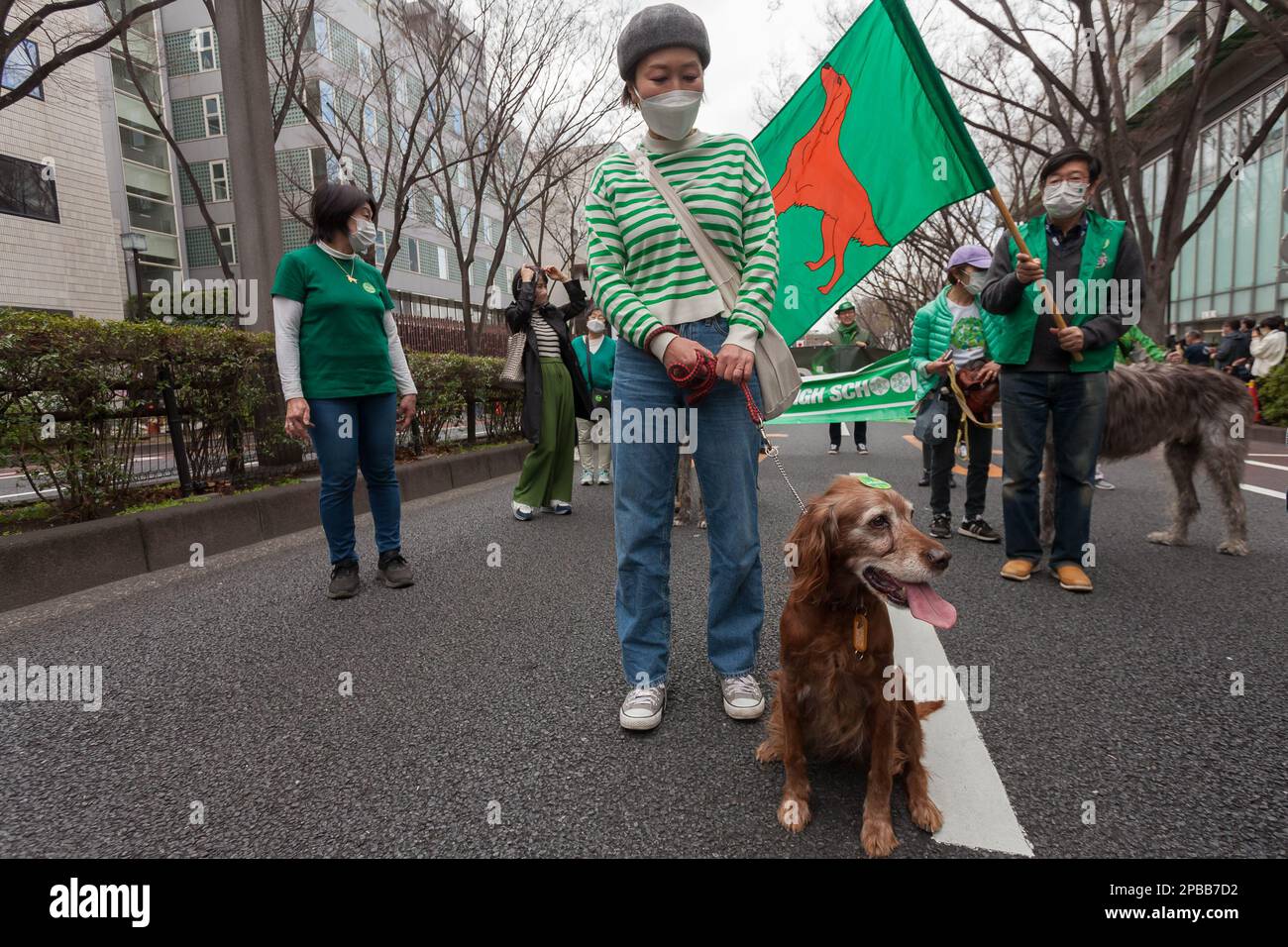 Tokyo, Japan. 12th Mar, 2023. People walk Irish Setter dogs as they take part in the 28th Saint Patrick's Day parade in Omotesando, Tokyo. The parade is the largest and oldest St Patrick's Day event in Asia and returned this year after a 3 year hiatus caused by the Coronavirus. It was apart of a two day 'I love Ireland' festival with food, music and other cultural events in nearby Yoyogi park. (Photo by Damon Coulter/SOPA Images/Sipa USA) Credit: Sipa USA/Alamy Live News Stock Photo