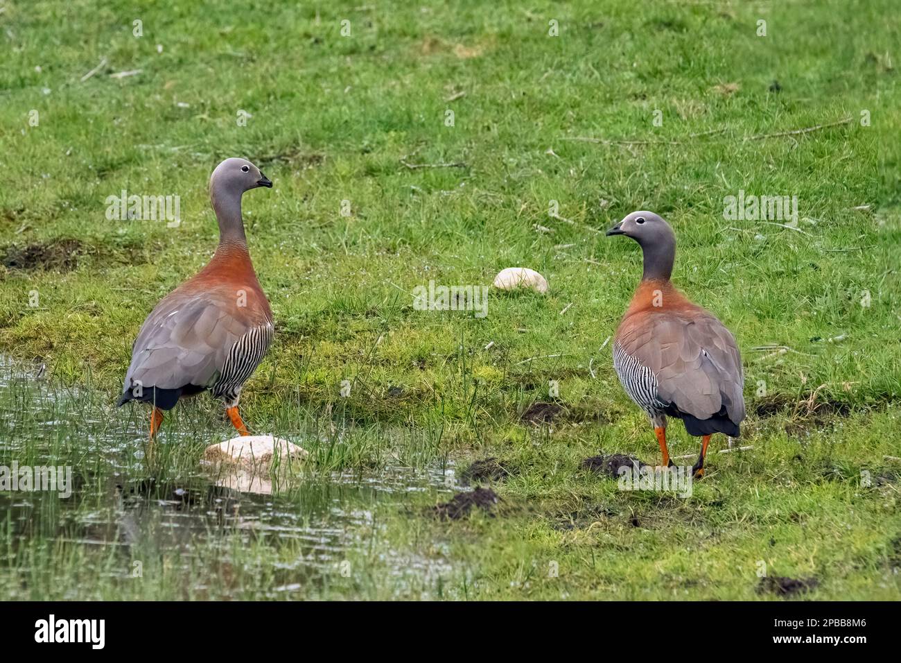 Pair of Ashy-headed geese on the shore, Lago Negro, Patagonia, Chile Stock Photo