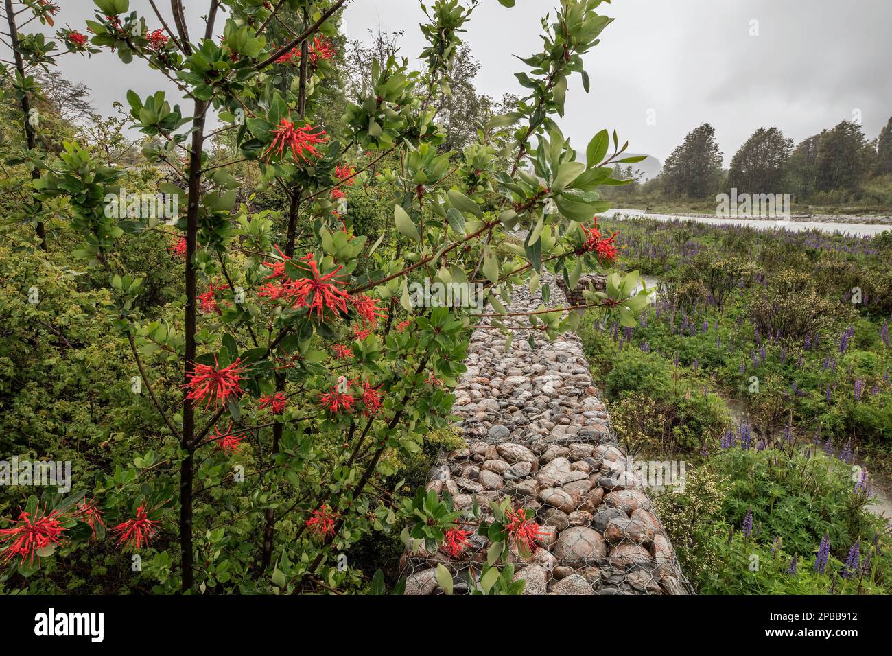 Retaining wall, Rio el Canal with Chilean firebush (left), mata negra and lupines (right), Patagonia, Chile Stock Photo