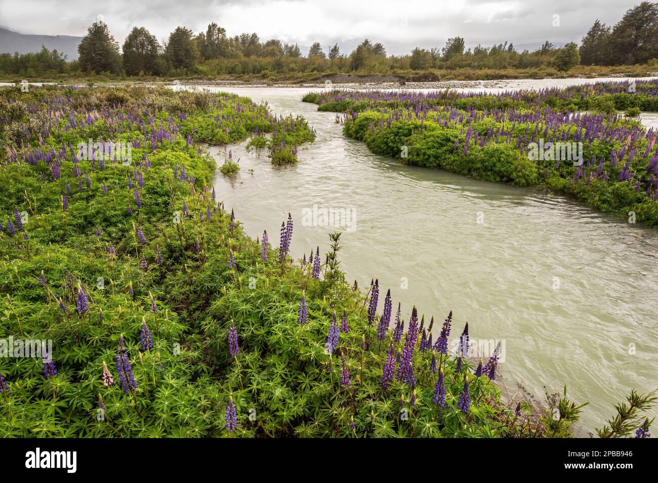 Lupines (Lupinus polyphyllus) colonizing gravel banks in braided Rio el Canal, Patagonia Stock Photo