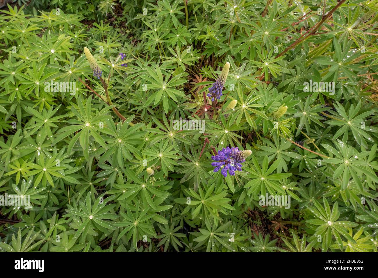 Big leaf (marsh) lupines (Lupines polyphyllus) close-up with water droplets, Rio el Canal, Patagonia, Chile Stock Photo