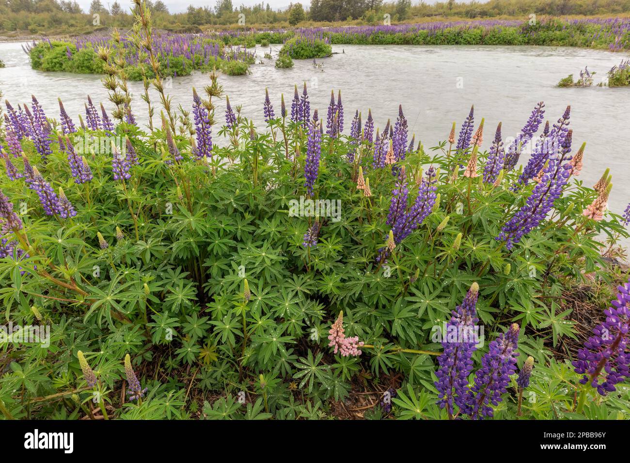 Invasive lupines have rapdily colonized river banks and gravel bars on Patagonian rivers, Rio El Canal, Carretera Austral, Patagonia Stock Photo