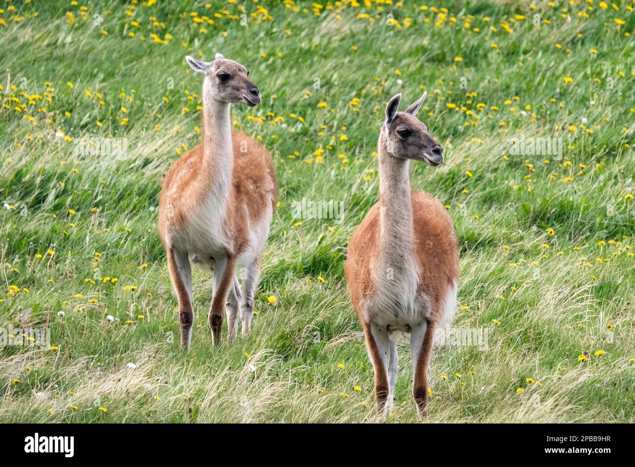 Windblown quanacos in a field of dandelions, Chacabuca Valley, Patagonia Stock Photo
