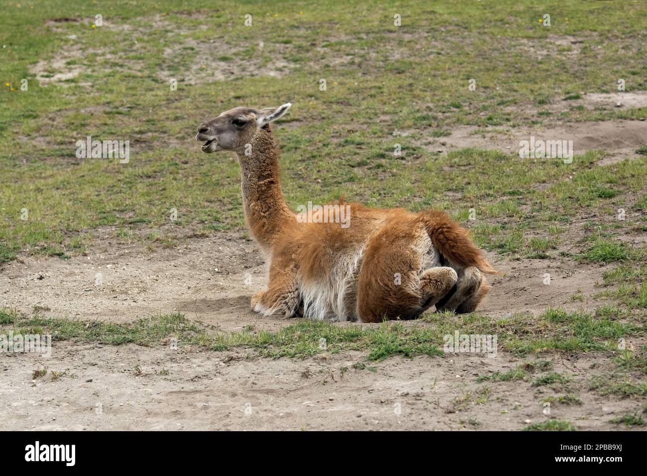 Female guanco with open mouth resting in a sandy depression, Chacabuco Valley, Patagonia Stock Photo